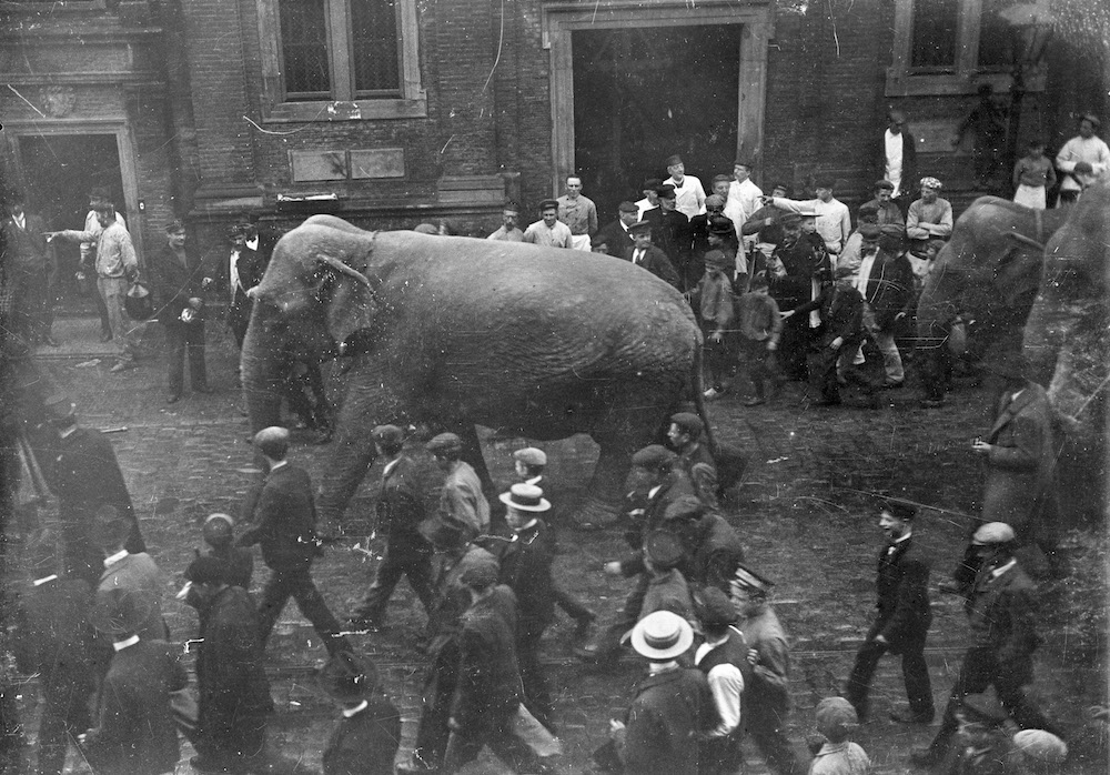 Optocht met olifanten van het Circus Barnum Bailey in de Voorstraat 2