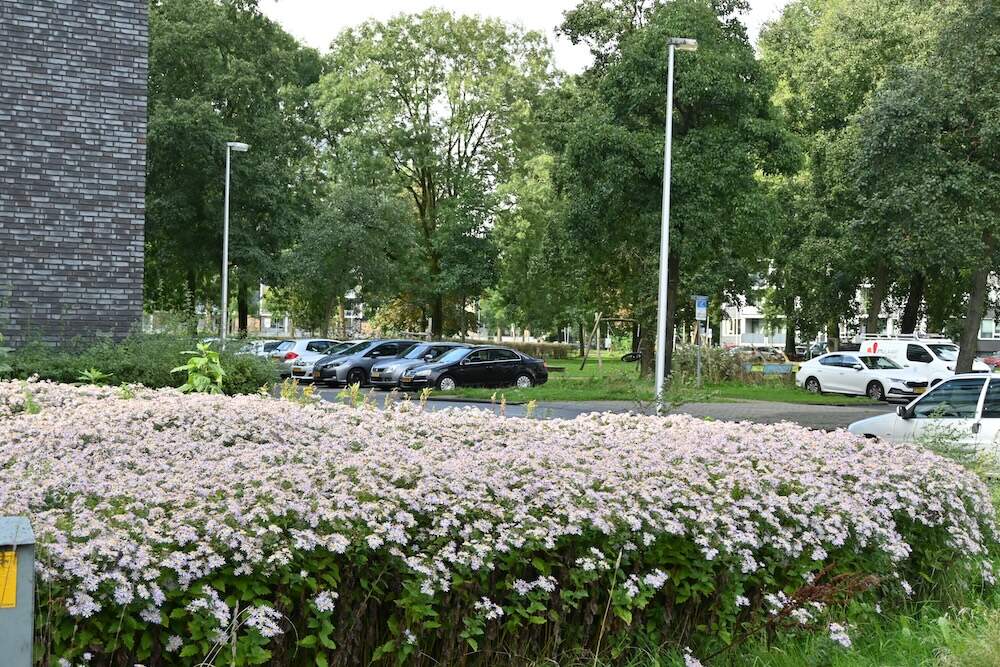 Overvecht 2024 grasveld wordt vervangen door bloemen