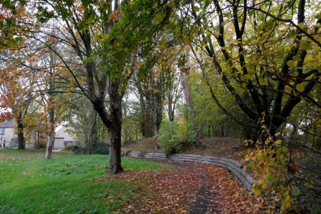 Sjanghaipark - 50 jaar oude zaailingen - gekoesterde spontaan gegroeide bomen